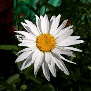 Shasta Daisy seeds